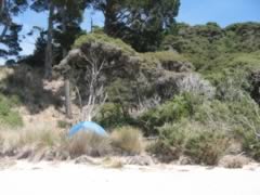 Beach view of campsite