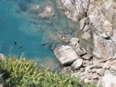 Seal family