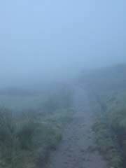 Foggy trail