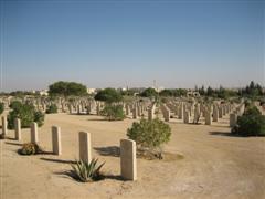 Rows of NZ graves