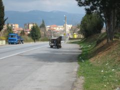 Bulgarian Car-drawn horse