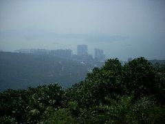 HK Urban Jungle