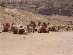 Camels at Petra