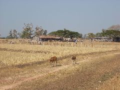 Laos school