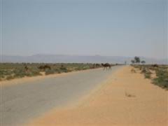 Camels on the road
