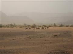 Wild Camels