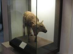 Two-headed sheep