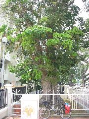 Oldest rubber tree in Malaysia