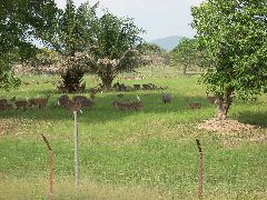 Malaysian Deerfarm