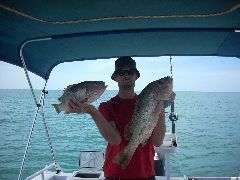 Golden Snapper