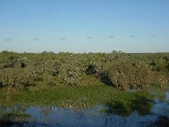 Wetlands