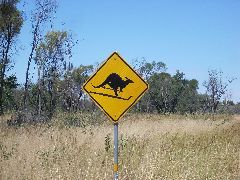 Skiing Kangaroos