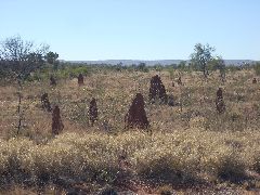 Anthills