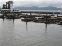 San Francisco Sea Lions