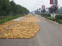 Corn drying