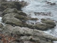 Seal Colony