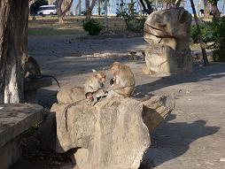 Thai Monkeys