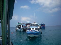 Ko Tao diving