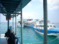 Ko Tao diving