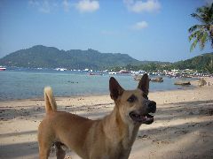 Ko Tao beach