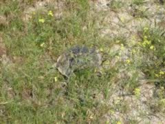 Turtles