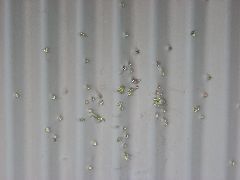 Shotgun blast through bus stop