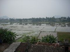 Rice paddies