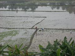 Rice paddies