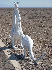 Concrete Kangaroos